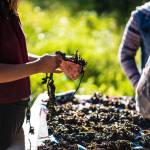 Guided by generations of traditional knowledge, Indigenous harvesters carefully dry black seaweed along the shoreline, demonstrating how cultural values and sustainable practices ensure these vital marine resources thrive for future generations. (Photo by Bethany Goodrich)