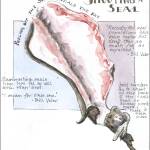 (Illustration by Stephanie Harold)