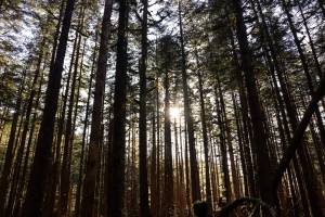 Sunlight gleams through the Tongass National Forest in Juneau on Saturday, March 29, 2025. (Jasz Garrett / Juneau Empire)