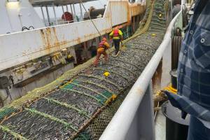 NOAA Fisheries Alaska region, hit hard by staffing losses, helps oversee the harvests off Alaska, which produce about half the fish caught in U.S. waters. Here, a trawl net full of pollock  the largest volume fishery off Alaska  comes aboard the Northern Hawk during the summer 2023 harvest. (Photo by Hal Bernton)