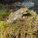 Western toads are terrestrial except during the spring mating season. (Photo by Deana Barajas)