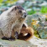 A beach marmot alongside the trail seems to pose for its photograph. (Photo by Helen Unruh)