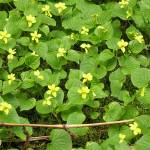 Yellow violets make cheerful patches of color in the understory. (Photo by Mary F. Willson)