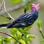 A yellow-rumped warbler. (Photo by Helen Unruh)