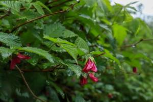 Rain falls on a salmonberry bush on Sunday, June 8, 2025. (Jasz Garrett / Juneau Empire file photo)