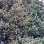 Photo by Mary Willson / courtesy
A few macho spruce trees bore male cones as far up as we could see and very little new growth.