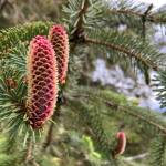 Young female spruce cones grow upright and bend down to open when the seeds are ripe and ready to disperse. (Photo by Mary Willson/courtesy)