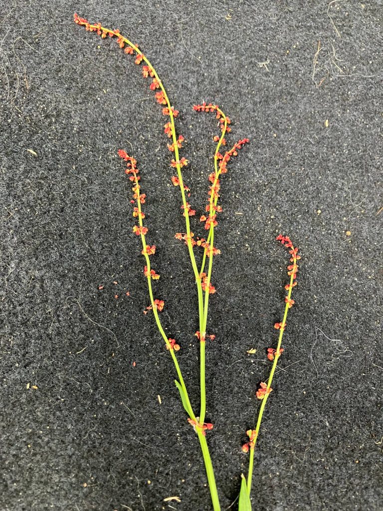 Dames rocket or sweet rocket is an invasive species along Juneau roadsides. (Photo courtesy Mary F. Willson)