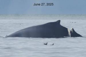 Photographs of injured humpback whale #2583 on June 27, 2025. (National Park Service photos by Janet Neilson, taken under the authority of Scientific Research Permit #27027 issued by NOAA Fisheries.)