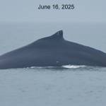 Photographs of injured humpback whale #2583 on June 16, prior to being injured. (National Park Service photos by Janet Neilson, taken under the authority of Scientific Research Permit #27027 issued by NOAA Fisheries.)