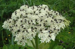 Cow parsnip inflorescences often attract crowds of small insects. (Photo Bob Armstrong/courtesy)