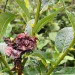 The shoot killed by last year's willow rose is surrounded by exuberant new shoots. (Photo by Mary F. Willson)
