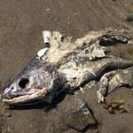 A decomposing chum salmon is seen on the banks of Salmon Creek in Juneau on Jul. 24, 2025. (Photo by Chloe Anderson/Juneau Empire)