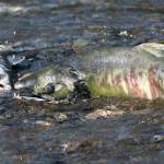 A spawning chum salmon is pictured near a decomposing fish of the same species in Juneaus Salmon Creek on July 24, 2025. (Photo by Chloe Anderson/Juneau Empire)