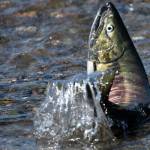 Photo by Chloe Anderson / Juneau Empire
A spawning chum salmon is seen in Salmon Creek in Juneau on July 24.
