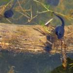 Photo by Dave Harris/courtesy
A toad tadpole and a dragonfly nymph meet head-on.