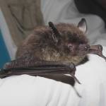 Little brown bats are common and may like your attic for hibernation. (Photo by Karen Blejwas/courtesy)