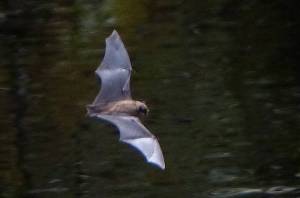 A flying bat shows its extended hand and fingers of its hand-wing. (Photo by Bob Armstrong/courtesy)