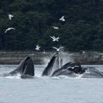Humpback whales bubblenet feed in Saginaw Channel on July 18, 2025, in Juneau, Alaska. (Photo by Chloe Anderson/Juneau Empire)