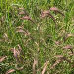 Meadow barley ripples colorfully in the sun. (Photo by M.F. Willson)