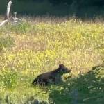 A young bear scampers up from the slough. (Photo by Dawn Halls/courtesy)
