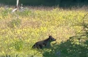 A young bear scampers up from the slough. (Photo by Dawn Halls/courtesy)