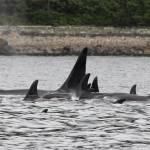 A pod of killer whales is pictured in the Lynn Canal on June 3, 2025, in Juneau, Alaska. (Chloe Anderson/Juneau Empire)