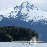 A pod of killer whales is pictured in Favorite Channel on June 5, 2025, in Juneau, Alaska. (Chloe Anderson/Juneau Empire)