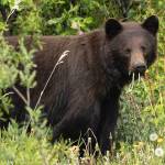 A black bear eats dandelions in a field on June 20, 2025, in Juneau, Alaska. (Chloe Anderson for the Juneau Empire)