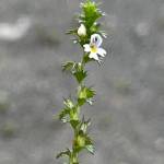 A tall eyebright stem bears new flowers at the top. (K.M. Hocker/courtesy)