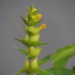 New yellow flowers of rattle-pod bloom above developing pods. (R.H. Armstrong/courtesy)