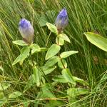 Broad-petaled gentian flowers were almost hidden in the other vegetation. (M.F. Wilson)