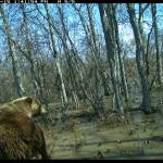 A grizzly bear uses a poplar for a scratching post in June 2025 along the Nanushuk River. Game camera footage courtesy of Tom Glass.