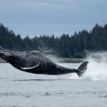 A whale breaches near Point Retreat on July 19. (Chloe Anderson/Juneau Empire)