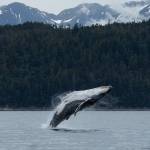 Match, Flames 2025 calf, breaches in Saginaw channel on June 30, 2025, in Juneau, Alaska. (Chloe Anderson/Juneau Empire)
