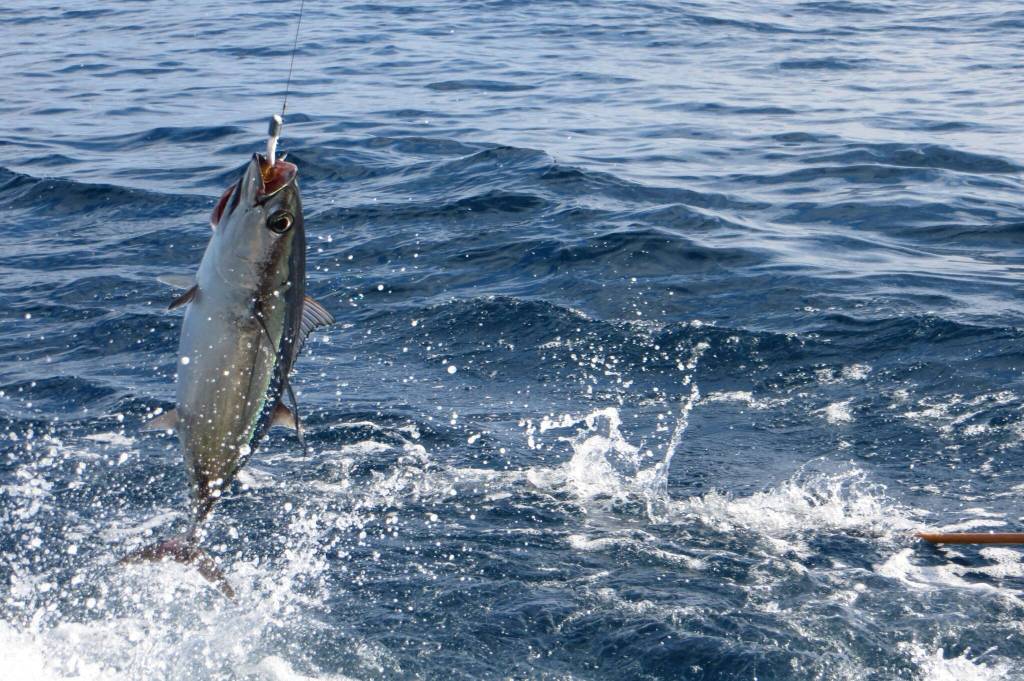 An albacore tuna is hooked on a bait pole on Oct. 9, 2012, in waters off Oregon. Tuna are normally found along the U.S. West Coast but occasionally stray into Alaska waters if temperatures are high enough. Sport anglers catch them with gear similar to that used to hook salmon. (Photo provided by the National Oceanic and Atmospheric Administration/West Coast Fisheries Management and Marine Life Protection)