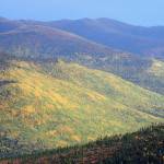 Golds and greens of aspens and birches adorn a hillside above the Angel Creek drainage east of Fairbanks. (Photo by Ned Rozell)
