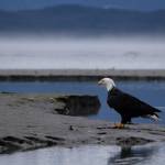 A bald eagle is pictured near Eagle Beach on Sept. 16, 2025, in Juneau, Alaska. (Chloe Anderson for the Juneau Empire)