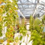 In 2025, Hoonahs community greenhouse began producing fresh food for the school district and childcare center. During the 2025 SSP Work Planning Retreat, catalysts visited the greenhouse in full bloom. (Shaelene Grace Moler photo)