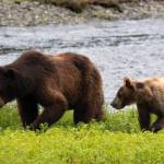 A female brown bear and her cub are pictured near Pack Creek on Admiralty Island on July 19, 2024. (Chloe Anderson for the Juneau Empire)
