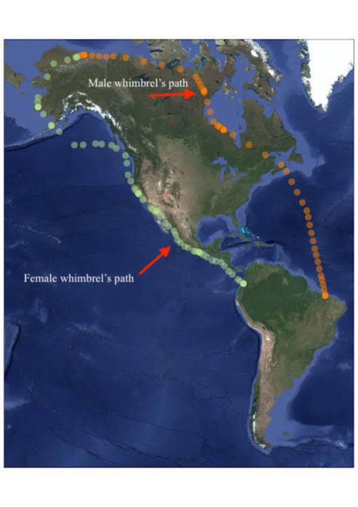 This graphic shows the divergent migration paths of a mated pair of whimbrels, shorebirds that migrate from South America to Alaska and back. Illustration courtesy Dan Ruthrauff