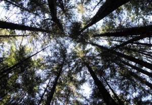 Photo by Brian Logan/U.S. Forest Service 
Sun shines through the canopy in the Tongass National Forest.