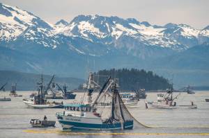 Seine fishermen work to catch chum salmon during a six-hour opening outside of Amalga Harbor. (Juneau Empire File)