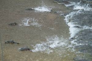 Opinion: Salmon should define us, not divide us