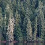 Court invalidates four timber sales in Tongass National Forest