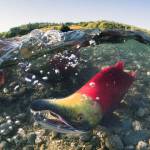 This honorable mention photo from the International Year of the Salmon photo challenge shows a sockeye salmon swimming upstream to spawn. (Courtesy Photo | Jason Ching)